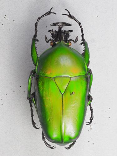 Dicronorhina johnstoni